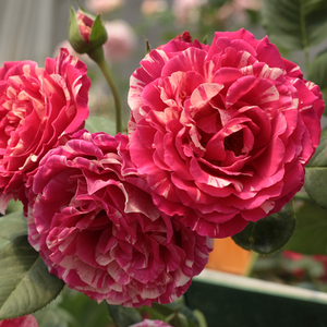 Roz - alb - trandafir teahibrid